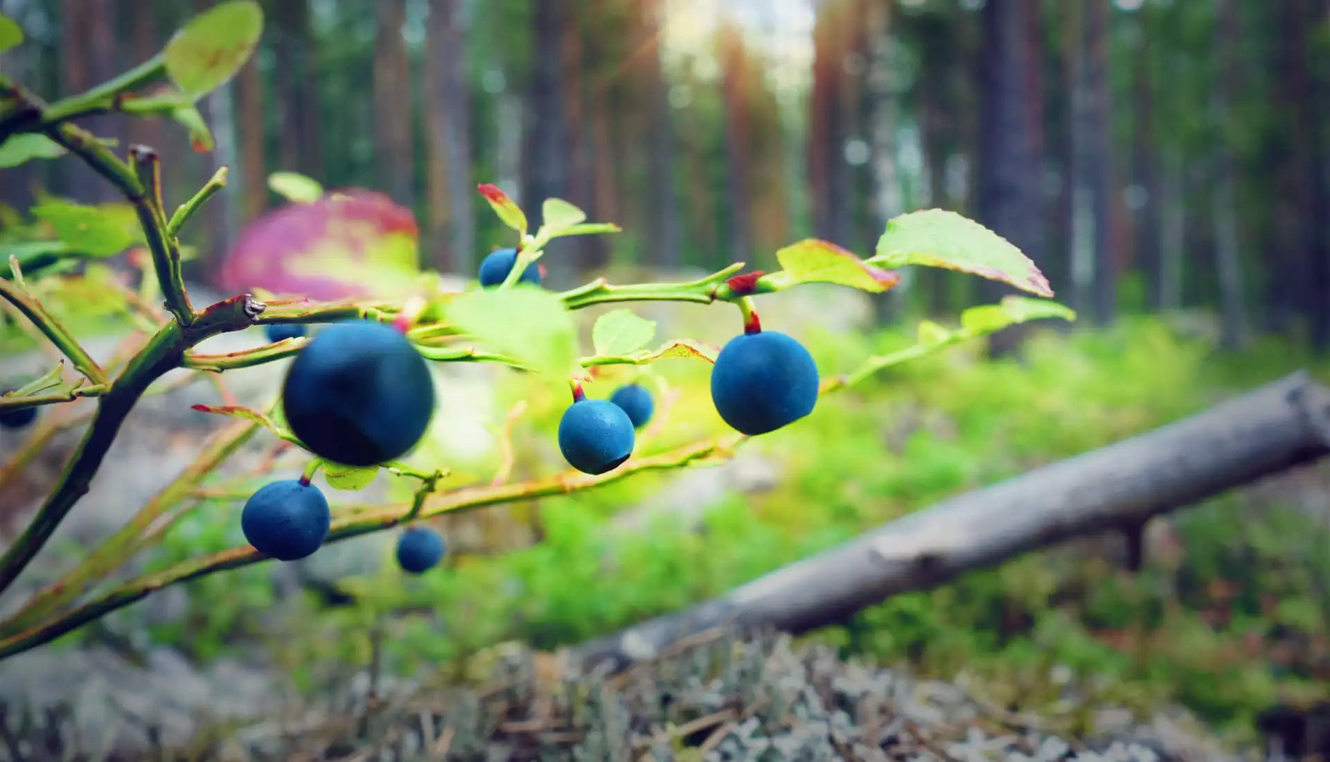 Blueberries in the forest